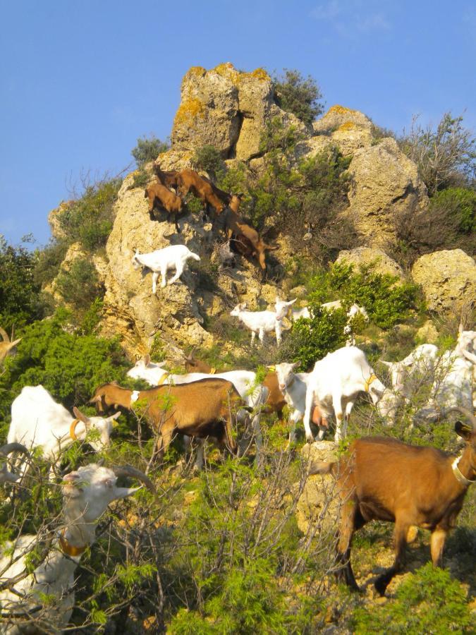 Chez Tatie Menie Bed & Breakfast Fraissé-des-Corbières Dış mekan fotoğraf