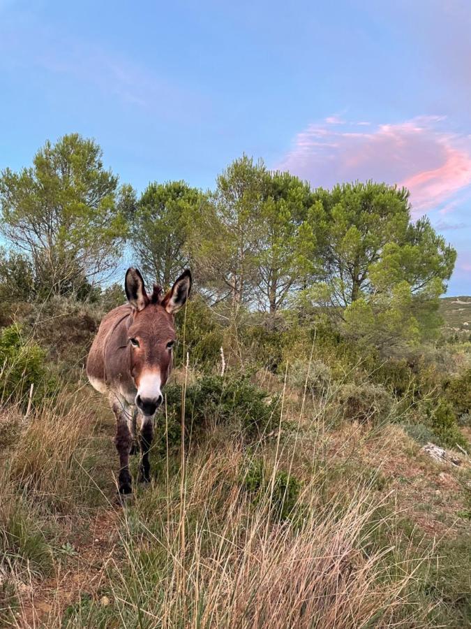 Chez Tatie Menie Bed & Breakfast Fraissé-des-Corbières Dış mekan fotoğraf