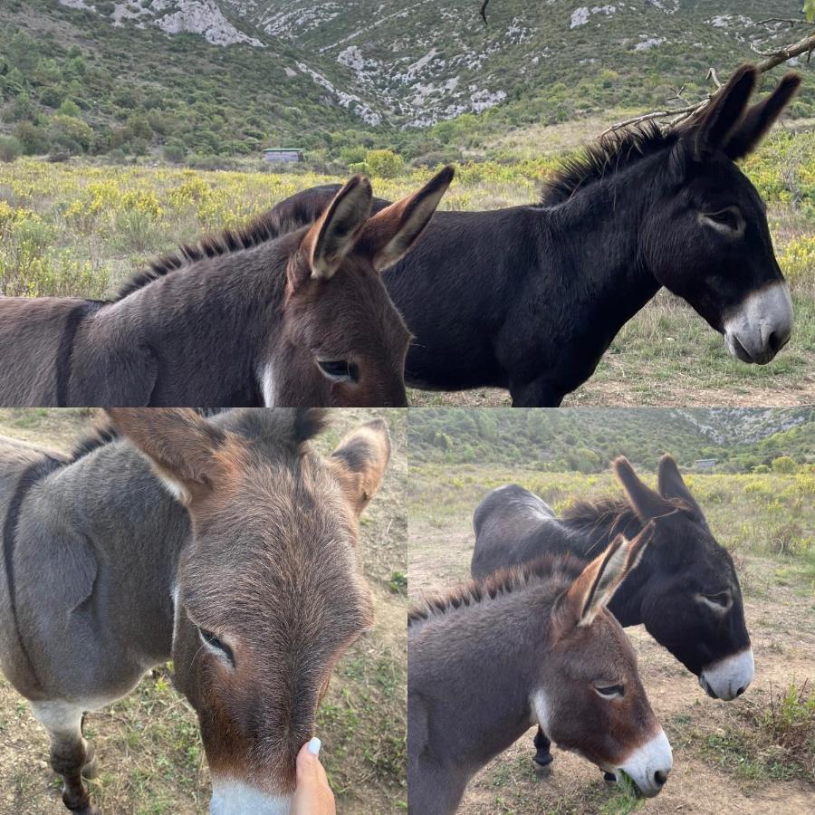 Chez Tatie Menie Bed & Breakfast Fraissé-des-Corbières Dış mekan fotoğraf